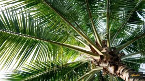 Coconut Development Board Recruitment 2019