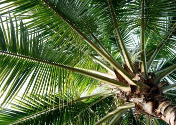Coconut Development Board Recruitment 2019